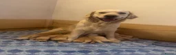 Golden Retriever cani in vendita: Cuccioli di Golden Retriever  - Annuncio 1