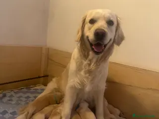 Golden Retriever cani Cuccioli di Golden Retriever - Annuncio 1