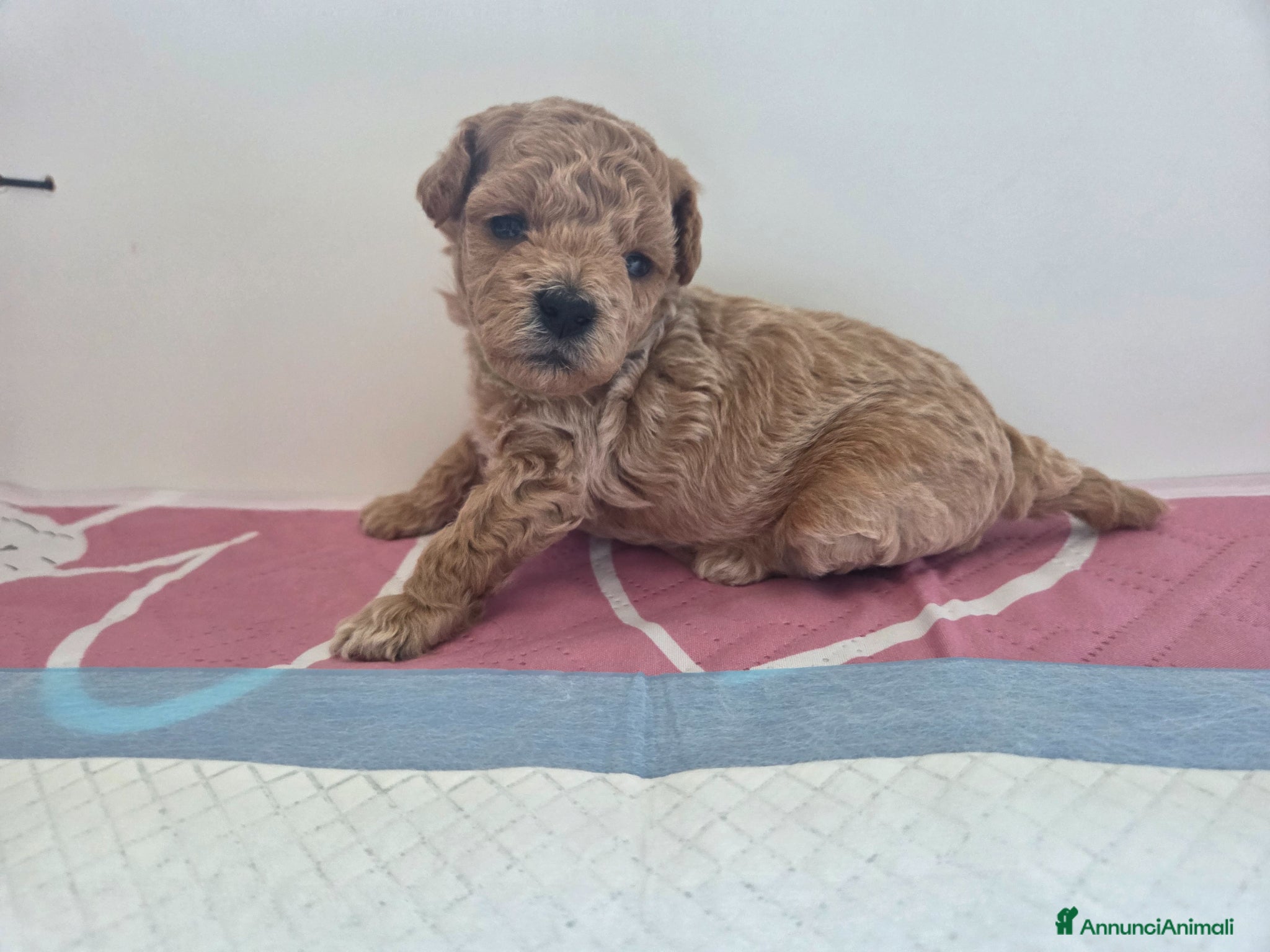 Barboncino Toy cani Barboncini toy - Annuncio 2