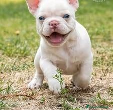 Bulldog Francese cani Cucciole bulldog francese - Annuncio 36
