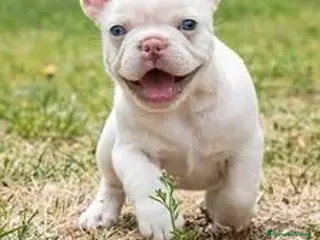 Bulldog Francese cani Cucciole bulldog francese - Annuncio 36