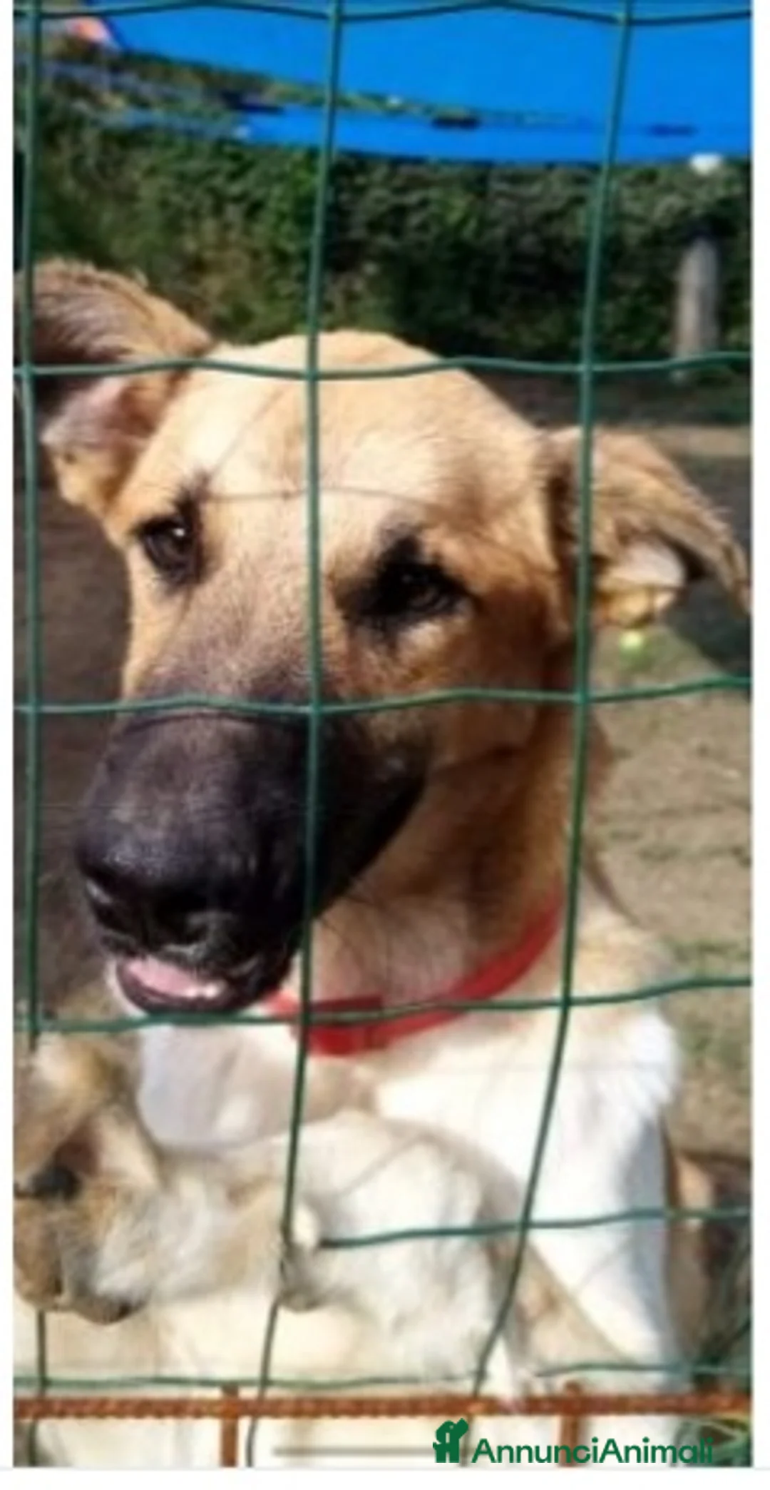 Meticcio cani in regalo: 18mesi pastorino magnifico salito 6mesi fa..PAVIA a Città Metropolitana di Milano - Annuncio 3