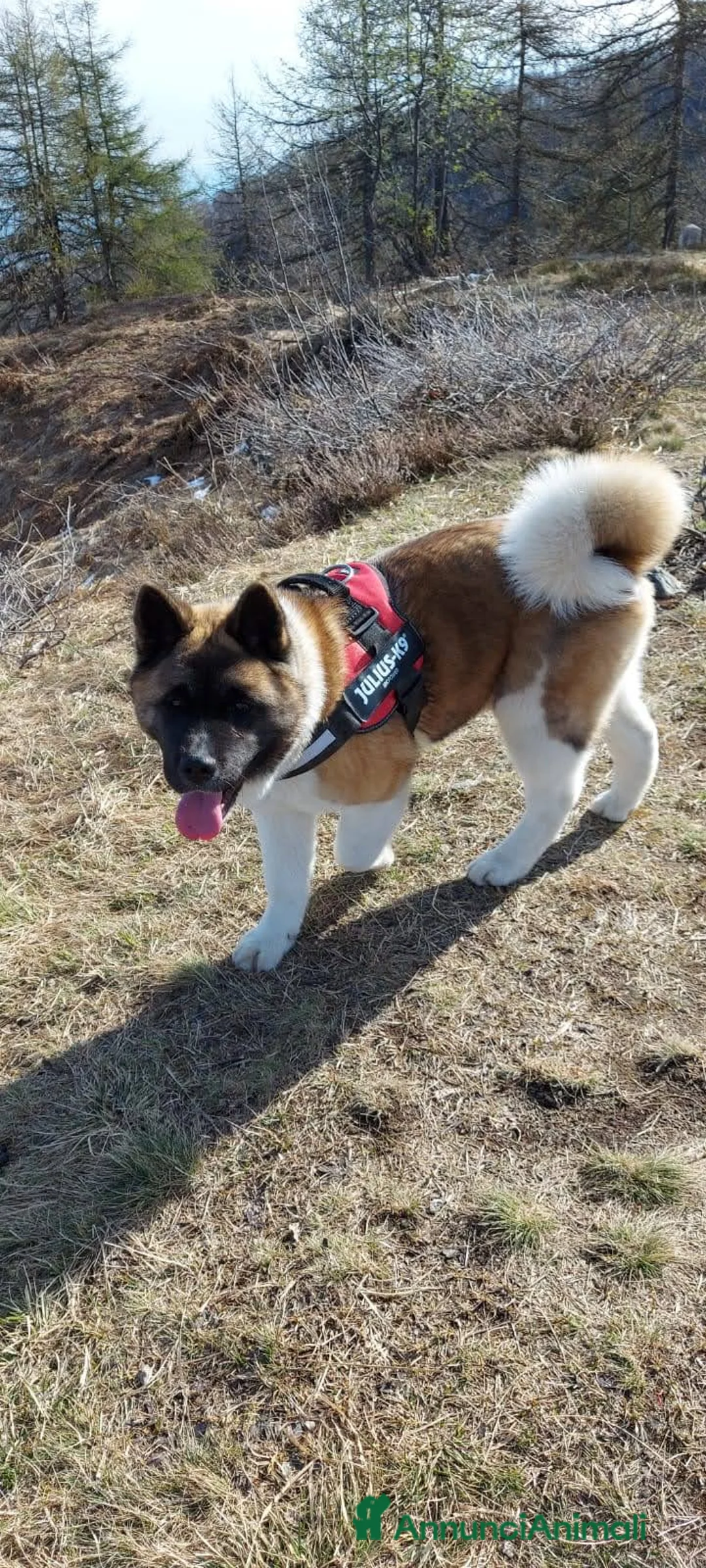 Akita Americano cani in vendita: CUCCIOLI DI AKITA AMERICANO IN VENDITA - Annuncio 4