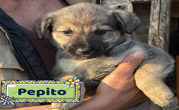 Meticcio cani Pepito cucciolo 60 giorni tg medio piccola  - Annuncio 3