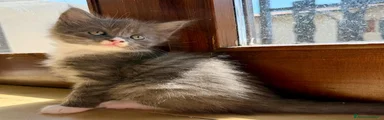 Maine Coon Gattino 5