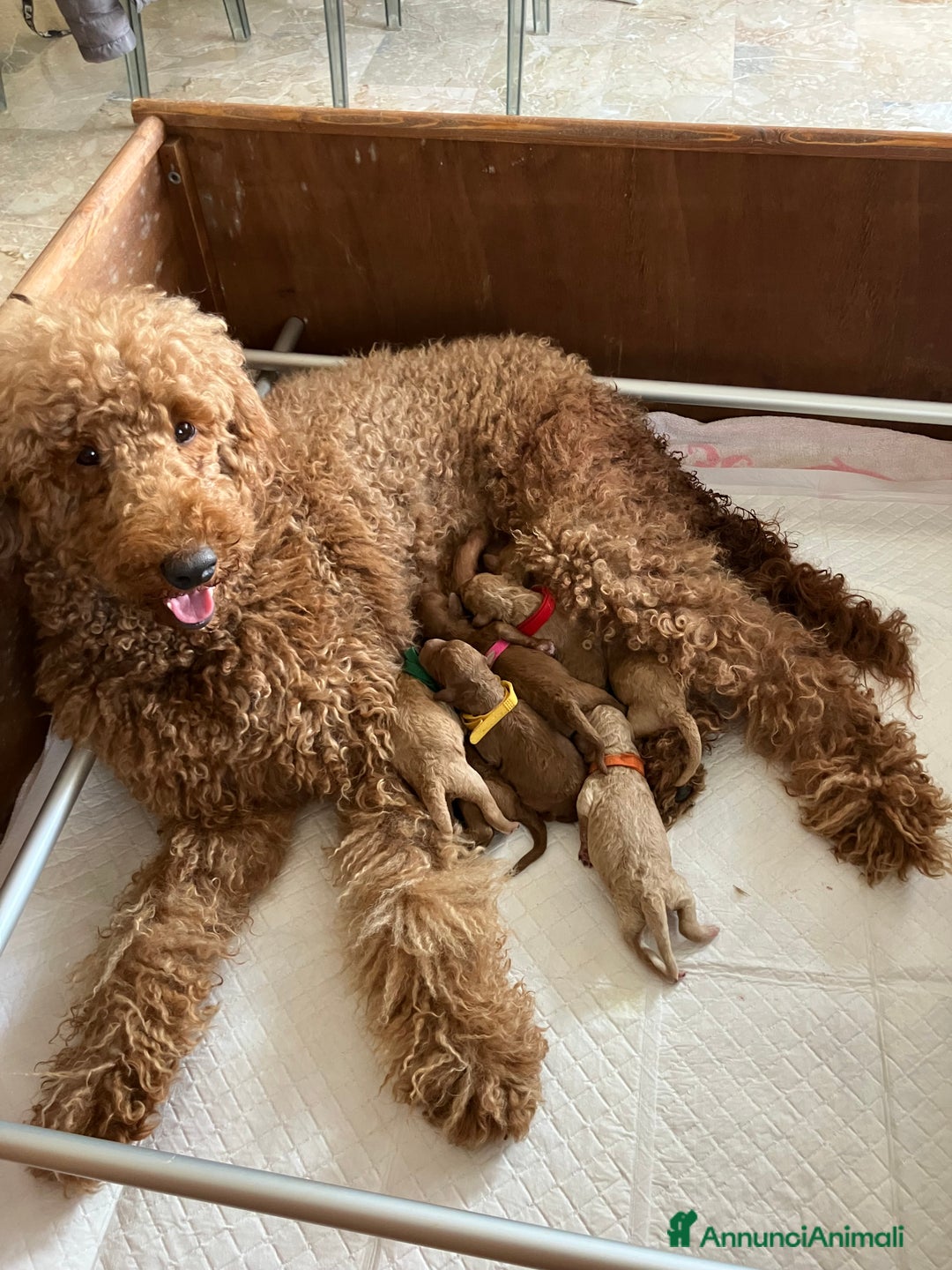 Barbone cani in vendita: Barbone grande mole - Annuncio 6