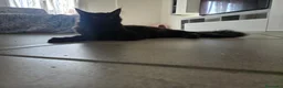 Maine Coon gatti in vendita: Cucciolo Maine Coon total black  3 mesi - Annuncio 5