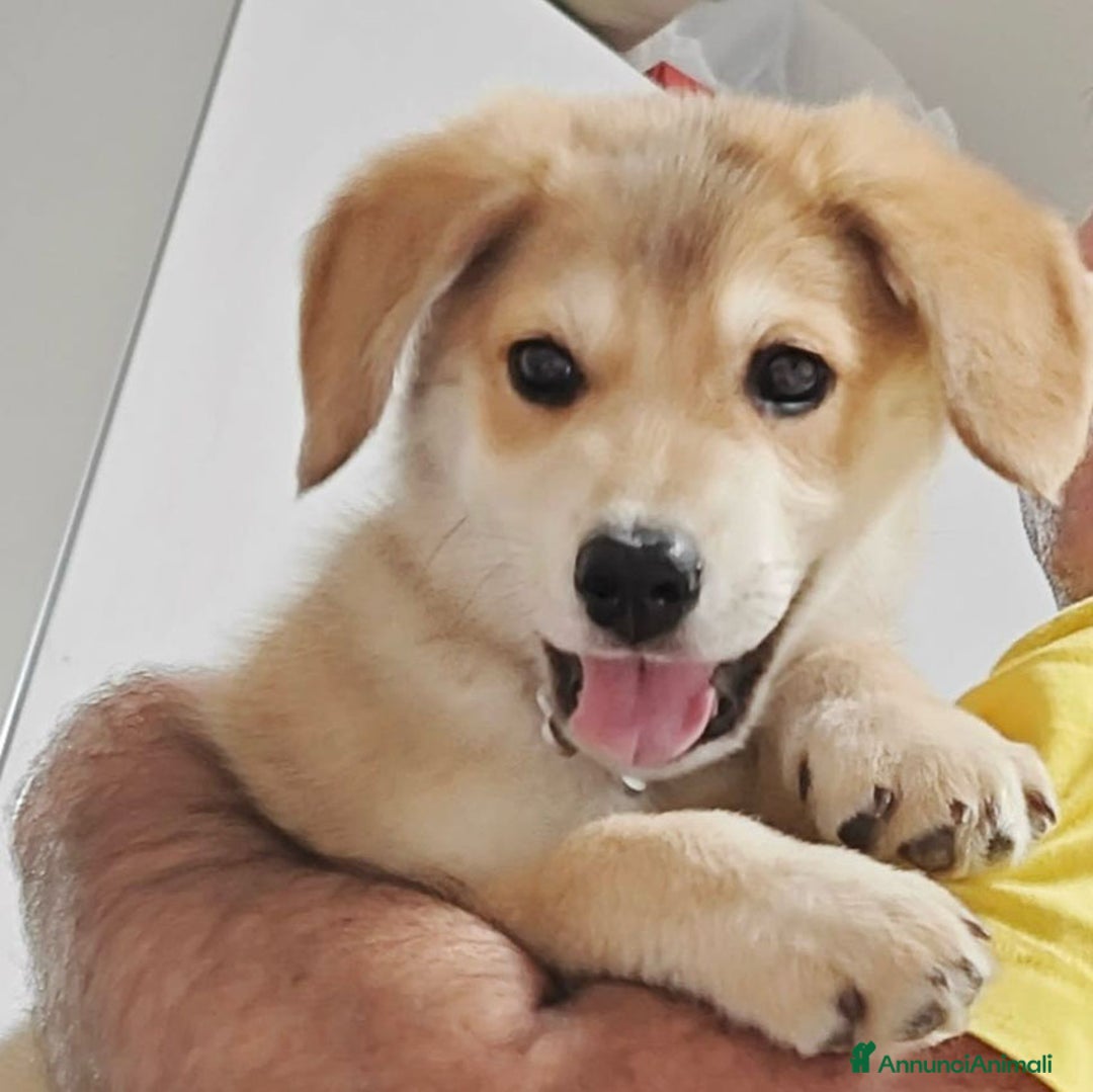 Altre razze cani in regalo: CHICCO  a Provincia di Bergamo - Immagine 2