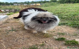 Wolfspitz cani in vendita: Cuccioli Wolfspitz/Keeshond a Provincia di Como - Immagine 12