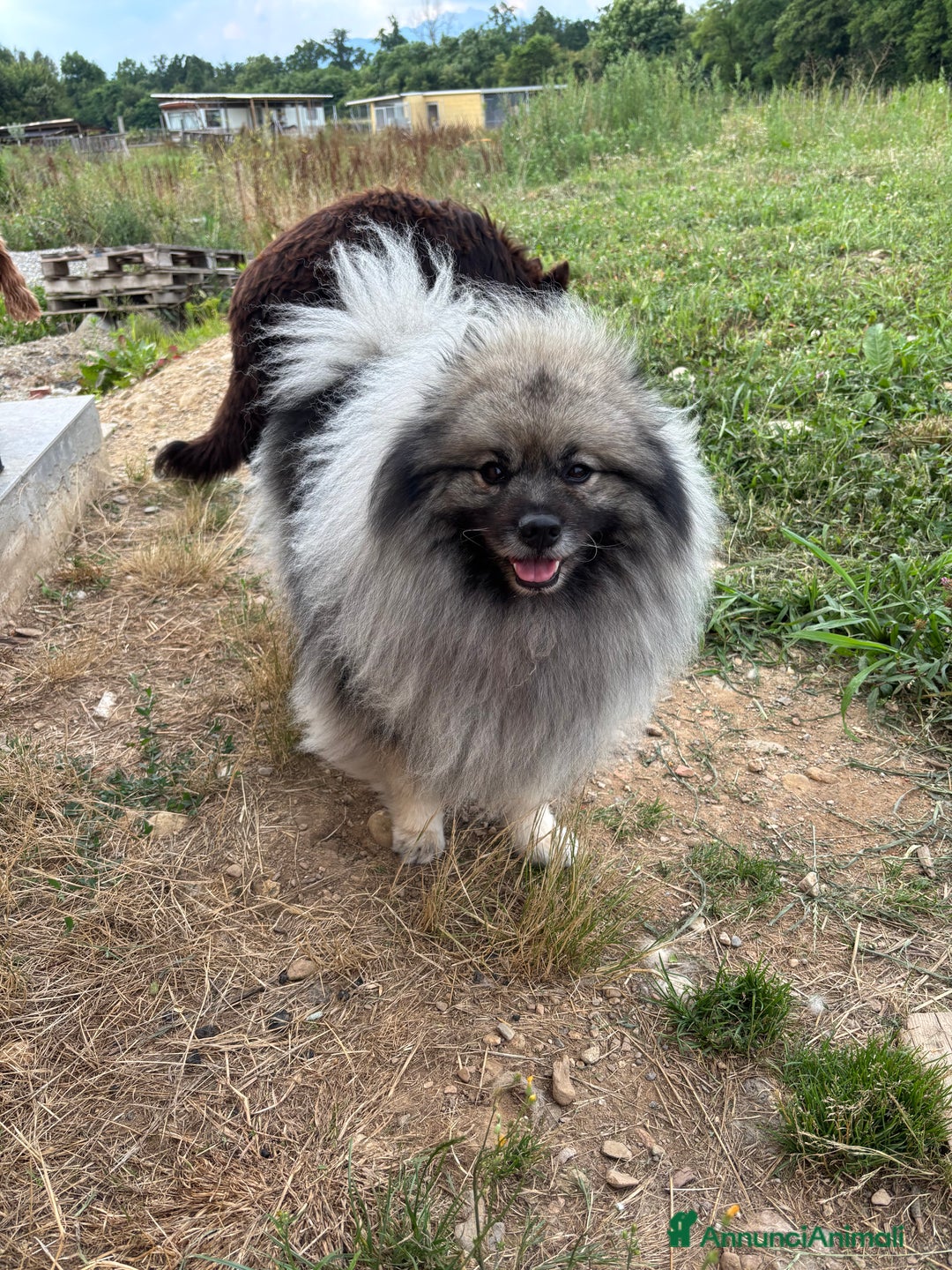 Wolfspitz cani in vendita: Cuccioli Wolfspitz/Keeshond a Provincia di Como - Immagine 12