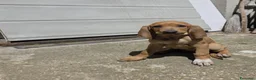 Segugio cani in vendita: Cuccioli di segugio italiano - Annuncio 2