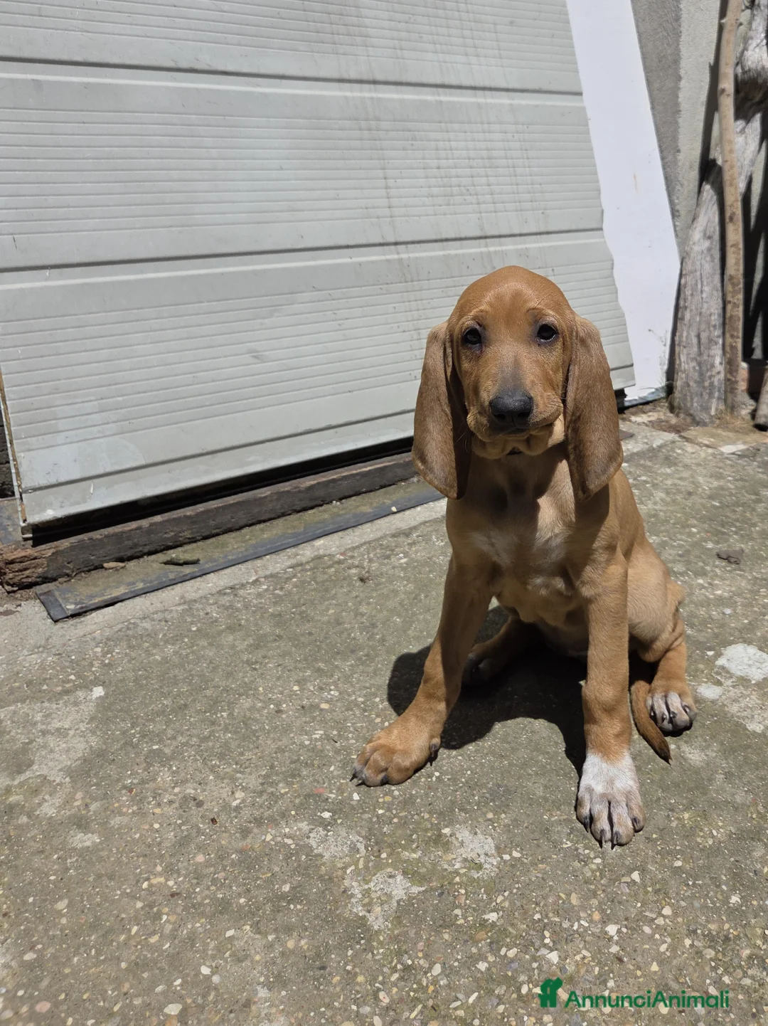Segugio cani in vendita: Cuccioli di segugio italiano - Annuncio 2