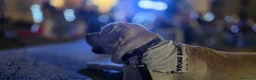 Labrador cani per accoppiamento: Labrador maschio per accoppiamento - Annuncio 31