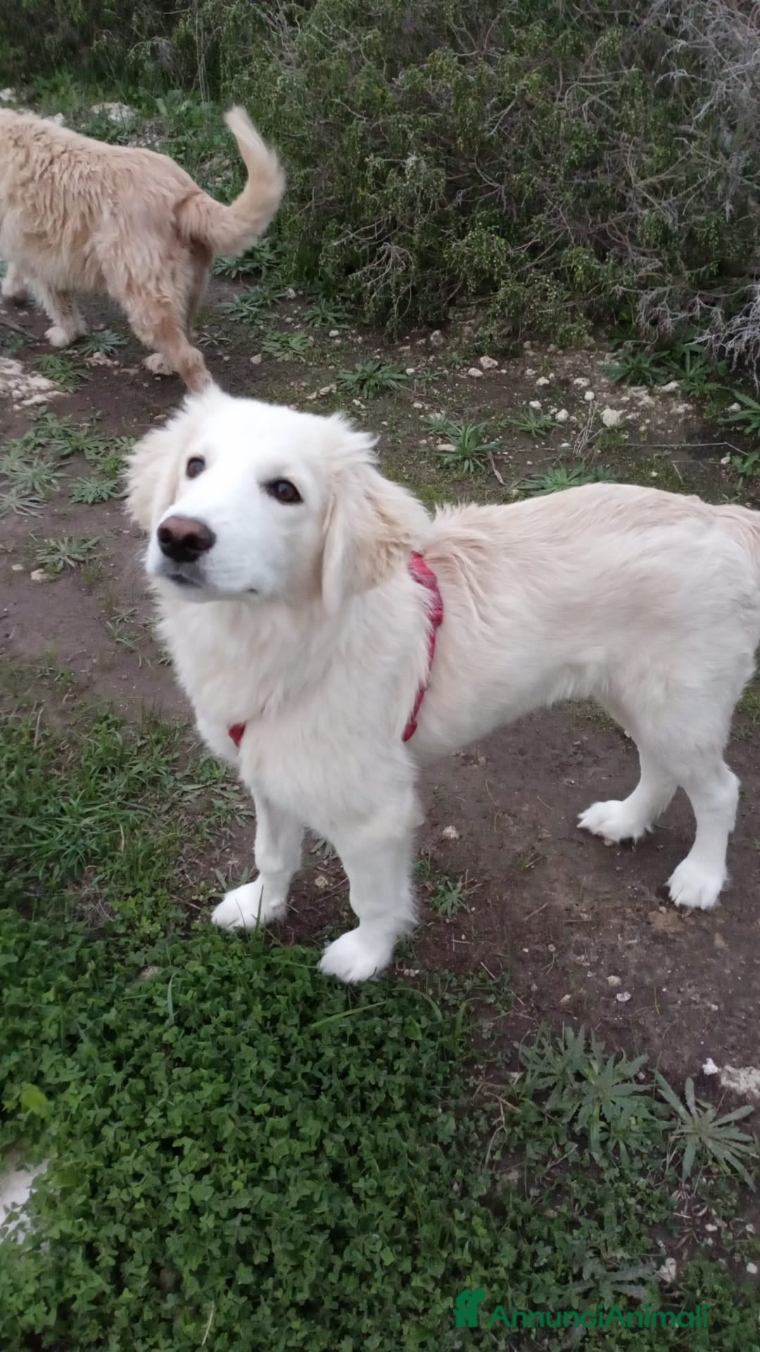 Meticcio cani in regalo: Toby in tutto il suo splendore - Annuncio 2