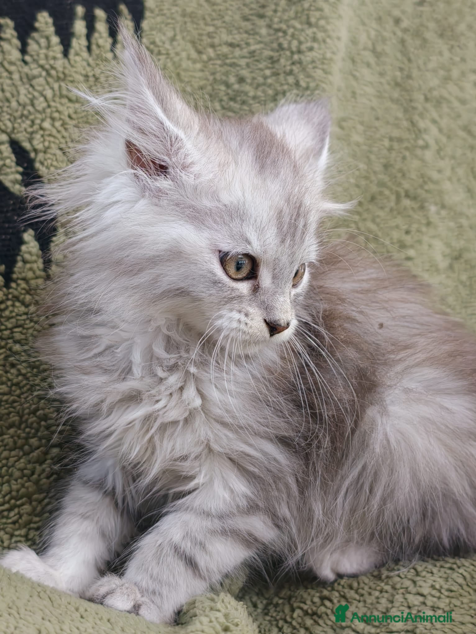 Maine Coon gatti Maine coon femmina con pedigree ENFI anche libero  - Annuncio 11