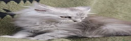 Maine Coon gatti in vendita: Maine coon femmina con pedigree ENFI anche libero  - Annuncio 1