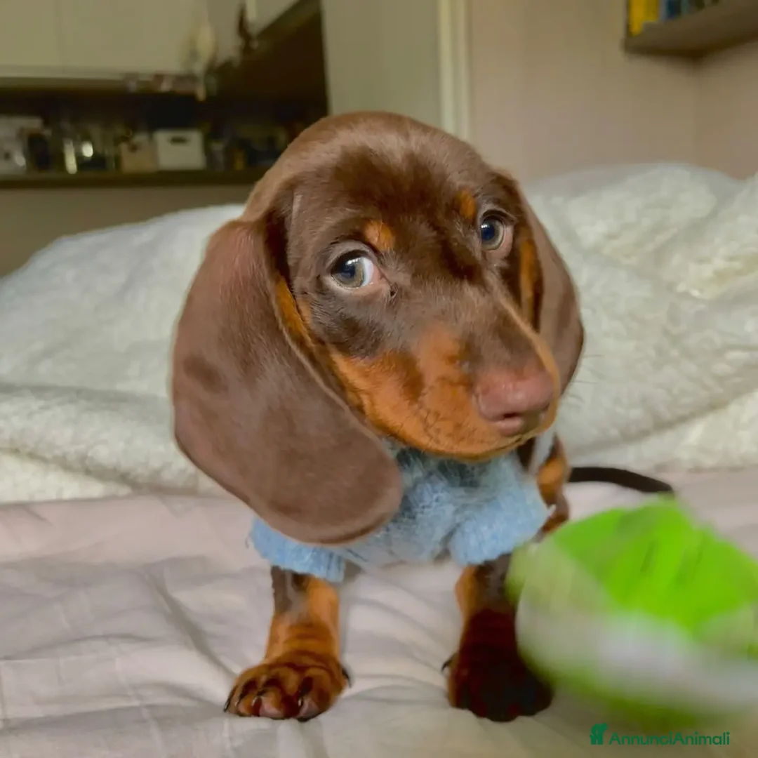 Bassotto cani in vendita: Bassotto arlecchino e cioccolato femmina e maschio - Annuncio 12