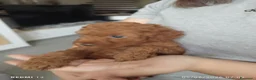 Barboncino cani in vendita: Barboncino nano  - Annuncio 2