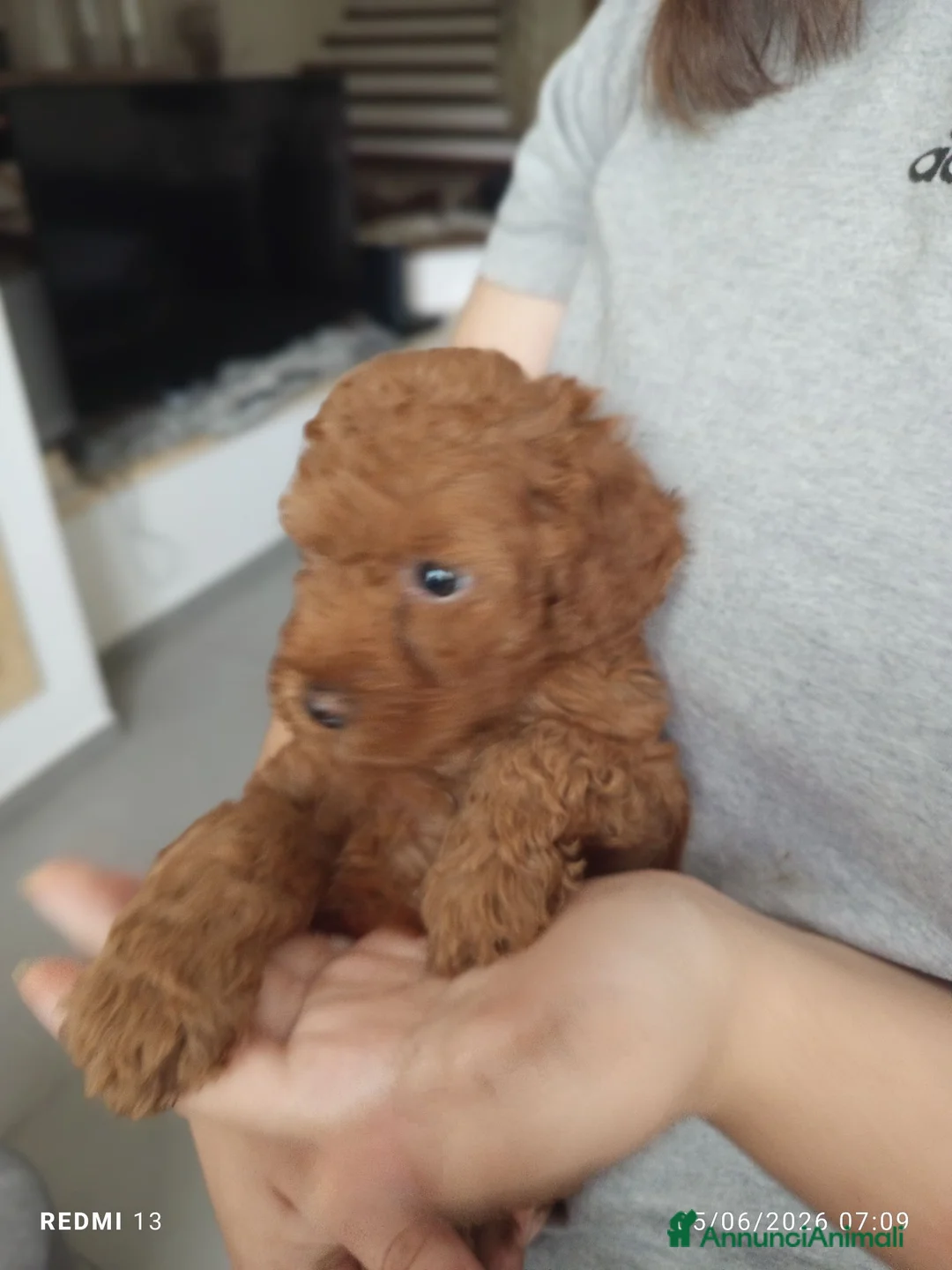 Barboncino cani in vendita: Barboncino nano  - Annuncio 2