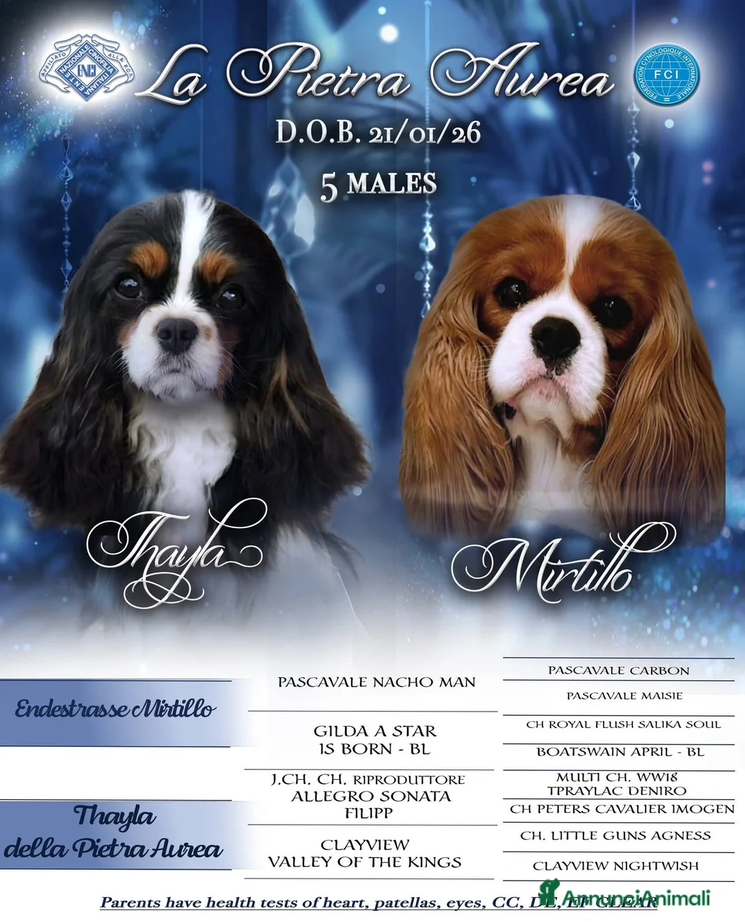 Cavalier King cani in vendita: Cuccioli maschi di Cavalier king - Annuncio 2