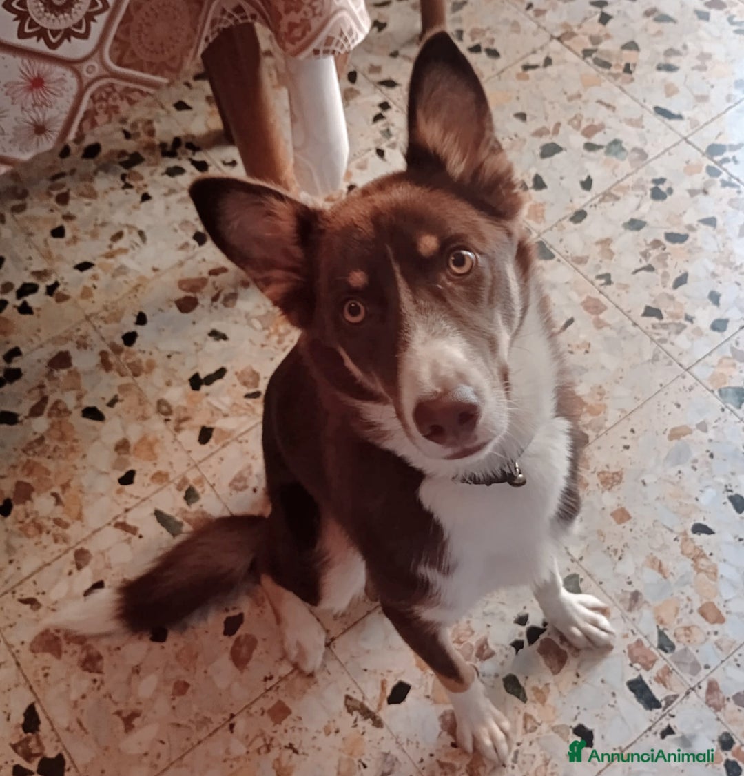 Meticcio cani in regalo: UNA MAMMA PER BADDY - Annuncio 3