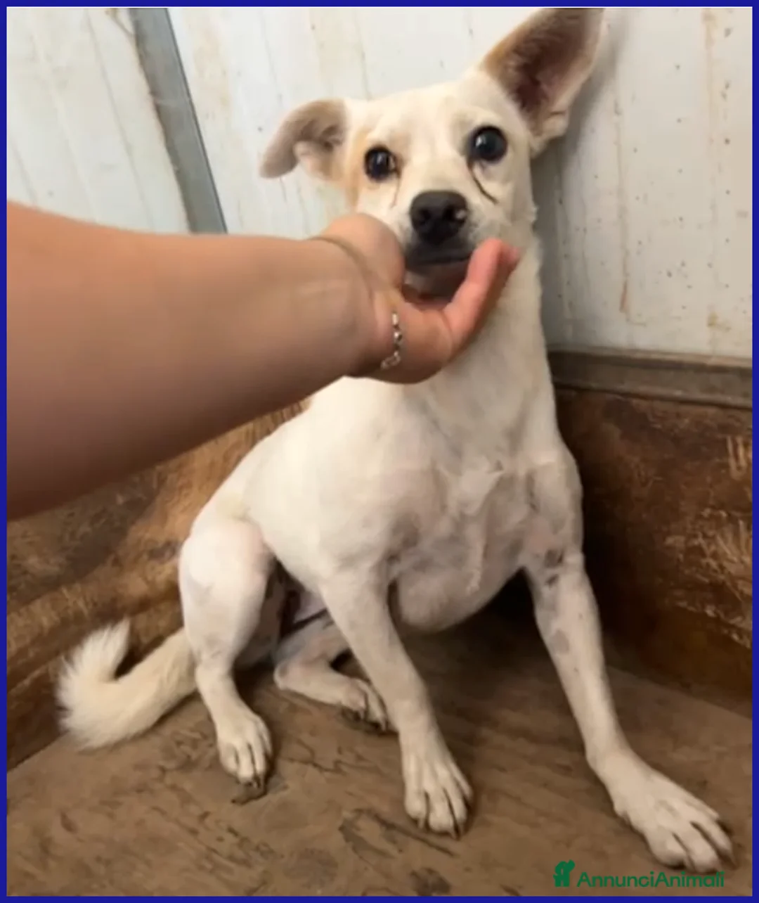 Meticcio cani in regalo: GIOIA timorosa viveva in un branco - Annuncio 5