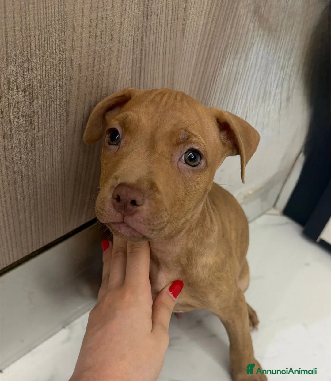 Pitbull cani in vendita: Pit Bull Red nose - Annuncio 2