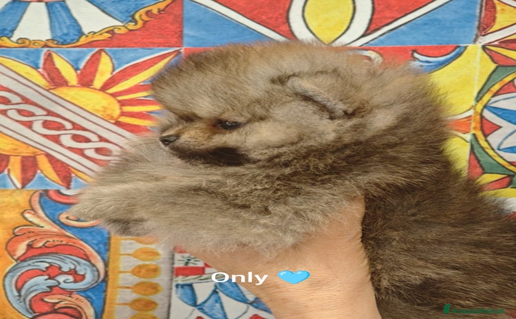 Volpino Pomerania cani a Città metropolitana di Catania - Annuncio 6