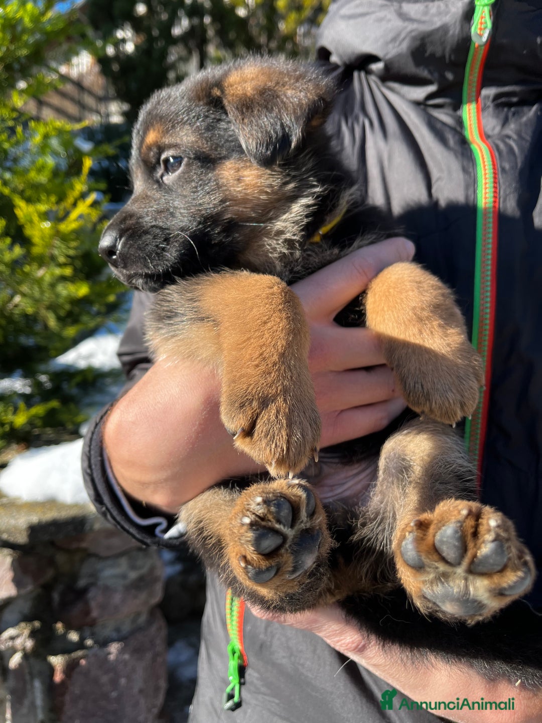 Pastore Tedesco cani in vendita: Cuccioli di pastore tedesco con pedigree - Annuncio 2