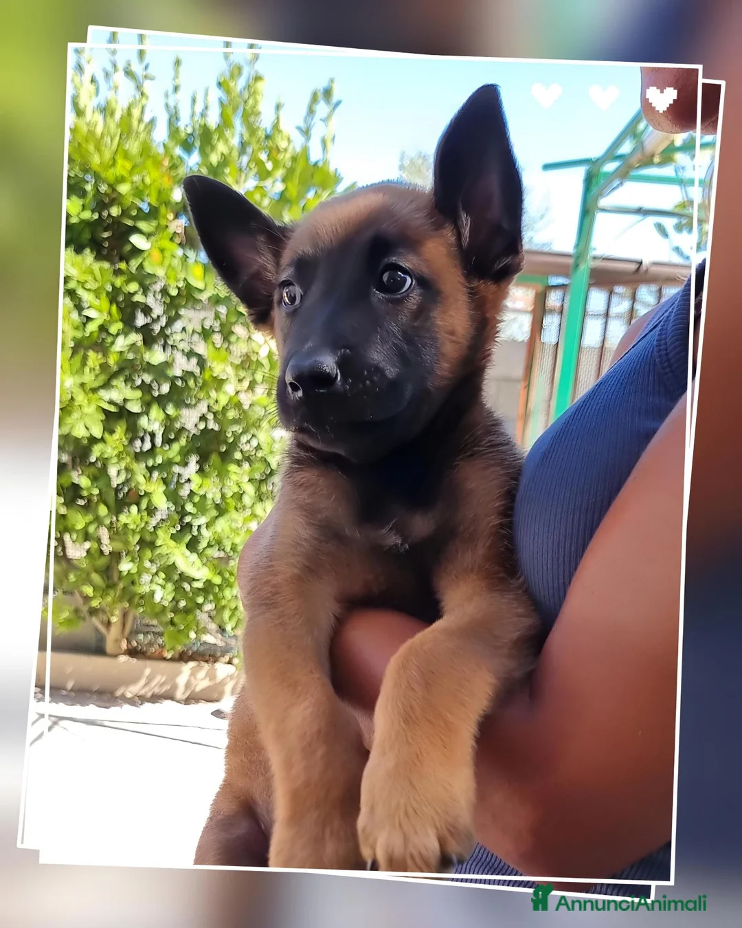 Pastore Belga cani in vendita: Allevamento Cuccioli Pastore Belga Malinois Napoli a Città Metropolitana di Napoli - Annuncio 5