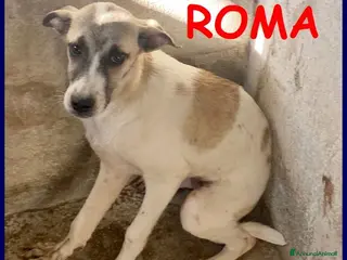Meticcio cani ROMA una timidina - tg contenuta - Annuncio 27