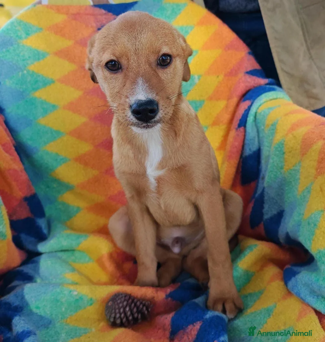 Meticcio cani in regalo: BACK 💙 - cucciolo. Sta aspettando dentro un box😢 a Provincia di Verona - Annuncio 2