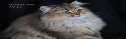 British gatti in vendita: Bamar Poe cattery  - Annuncio 16
