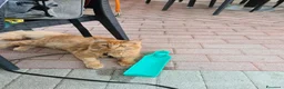 Maine Coon gatti in vendita: Vendo meine coon  a Provincia autonoma di Bolzano - Alto Adige - Annuncio 2