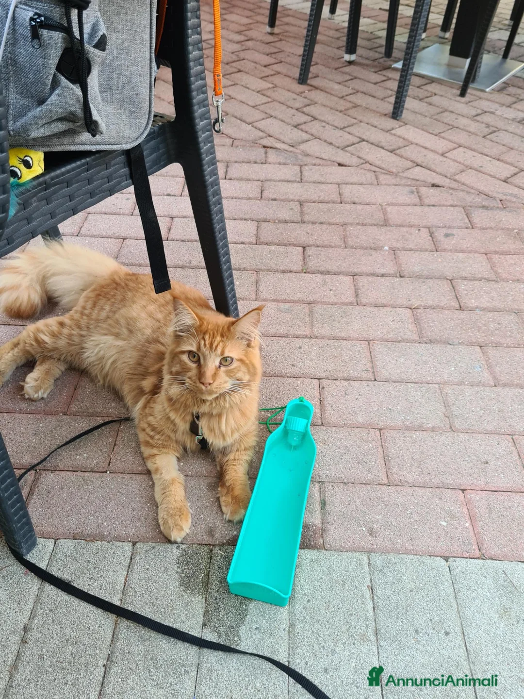 Maine Coon gatti in vendita: Vendo meine coon  a Provincia autonoma di Bolzano - Alto Adige - Annuncio 2