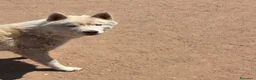 Husky cani in regalo: ARES siberian husky 1 anno cerca casa in adozione - Annuncio 4