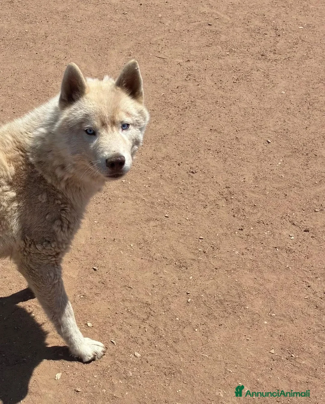 Husky cani in regalo: ARES siberian husky 1 anno cerca casa in adozione - Annuncio 4