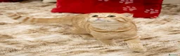 Scottish gatti in vendita: Maschietti Scottish Fold - Annuncio 9