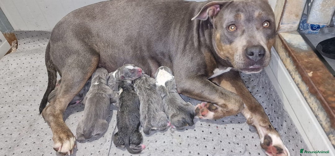 Pitbull cani in vendita: Cucciola di Amerian Pitbull Terrier - Annuncio 5