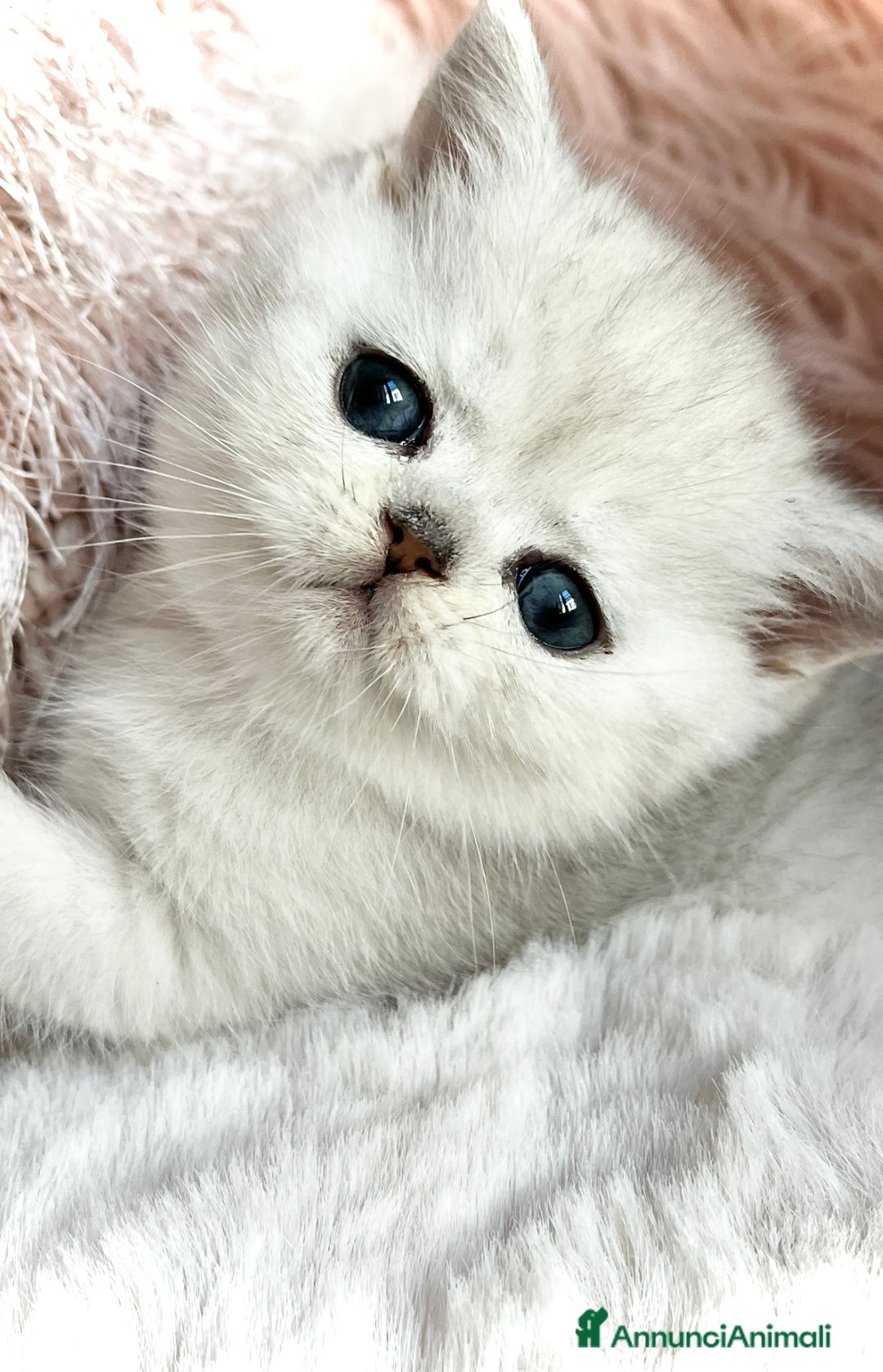 Exotic Shorthair gatti in vendita: Exotic shorthair chinchilla  - Annuncio 3