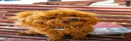 Barboncino Toy cani per accoppiamento: Romeo cerca Fidanzatina❤️ a Città Metropolitana di Venezia - Annuncio 2