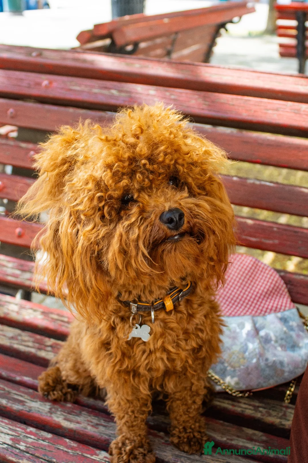 Barboncino Toy cani per accoppiamento: Romeo cerca Fidanzatina❤️ a Città Metropolitana di Venezia - Annuncio 2