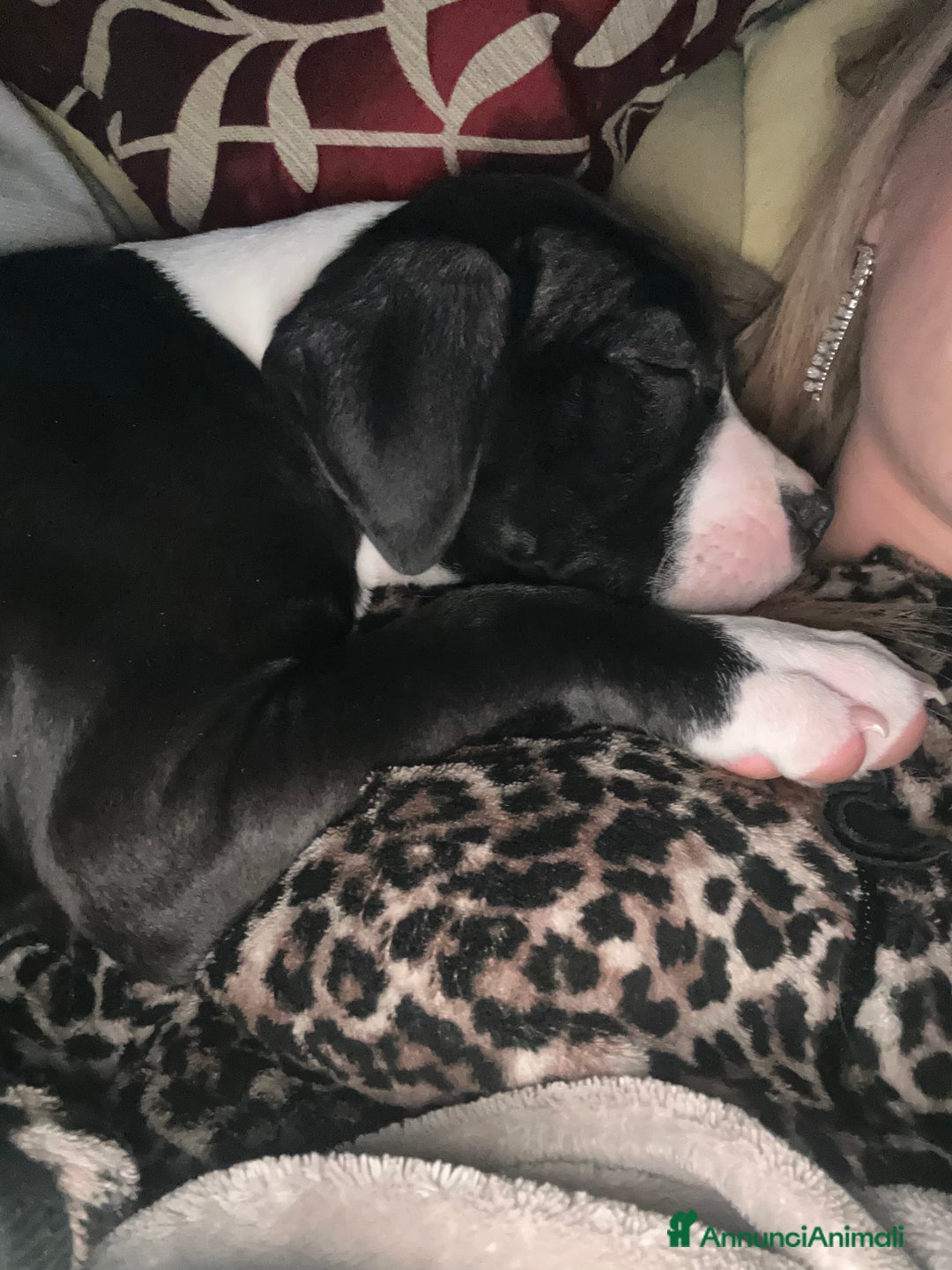 Pitbull cani in vendita: Cucciola di pitbull - Annuncio 2