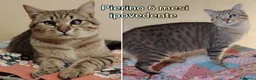 Altre razze gatti in regalo: GATTINI ADORABILI IN CERCA DI CASA  - Annuncio 3