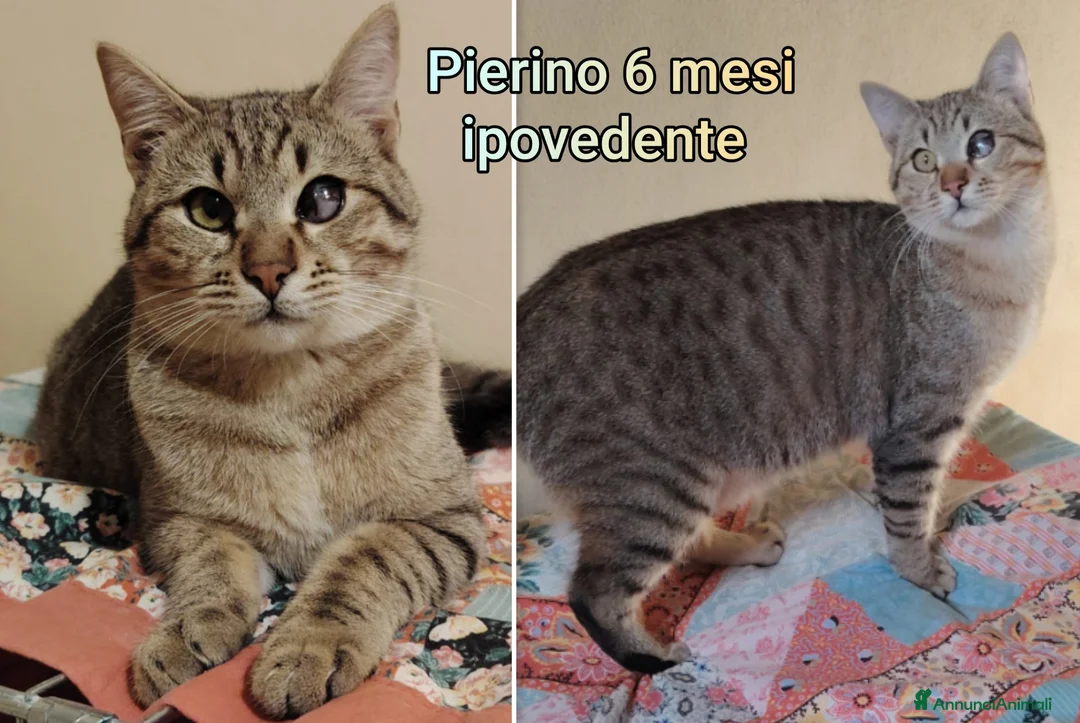 Altre razze gatti in regalo: GATTINI ADORABILI IN CERCA DI CASA  - Annuncio 3