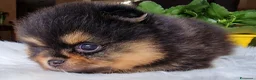 Spitz cani in vendita: Spitz di Pomerania black&tan femmina  - Annuncio 7