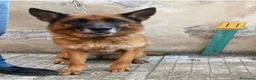 Pastore Tedesco cani in regalo: Pastore Ted. femmina 5anni e 1/2 rimasta sola SUD - Annuncio 1