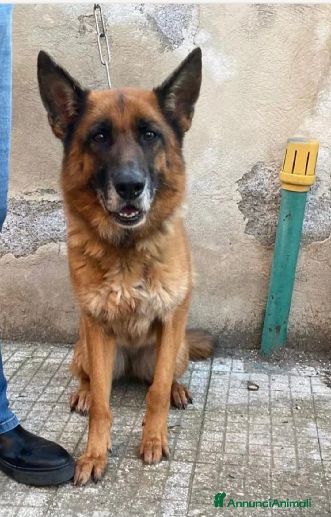 Pastore Tedesco cani in regalo: Pastore Ted. femmina 5anni e 1/2 rimasta sola SUD - Annuncio 1