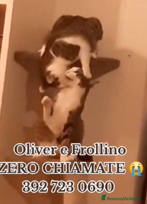 Europeo gatti 2mici meravigliosi ed inseparabili. ROMA SOS CASA a Città metropolitana di Milano - Annuncio 2