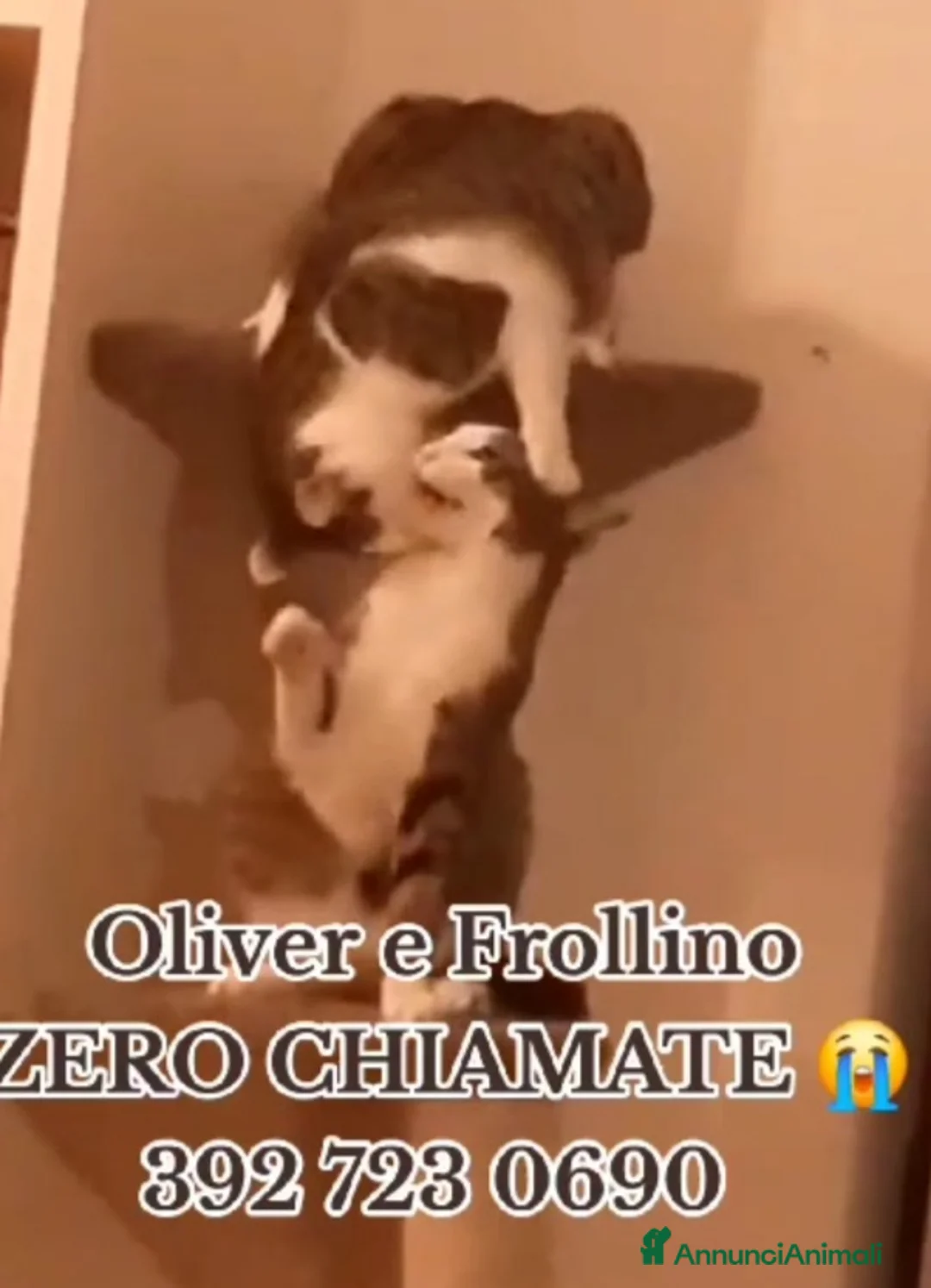 Europeo gatti in regalo: 2mici meravigliosi ed inseparabili. ROMA SOS CASA a Città metropolitana di Milano - Annuncio 2